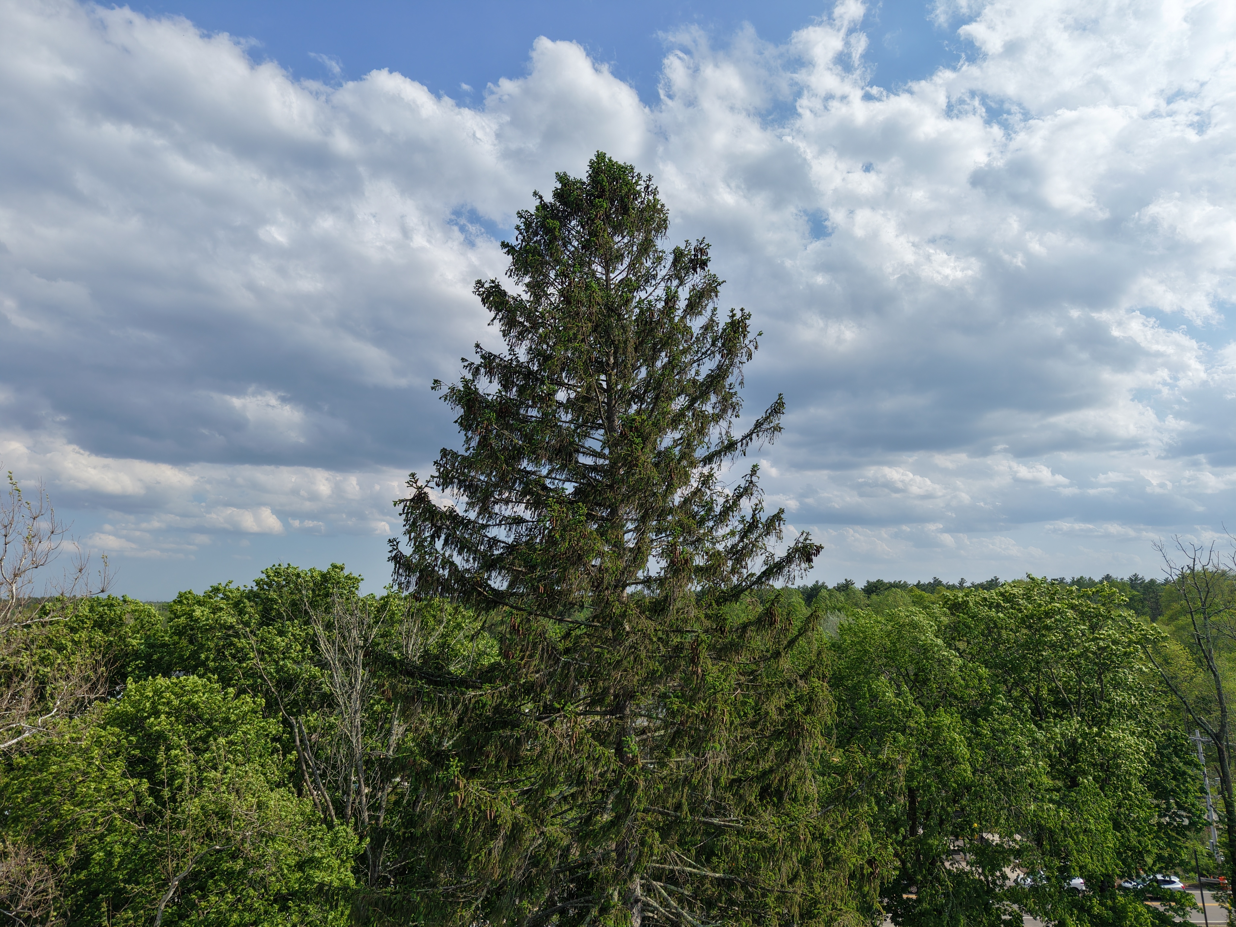 The Norway Spruce planted by the Outlook Club in 1932 to mark the bicentennial of George Washington's birth, towering above the surrounding trees